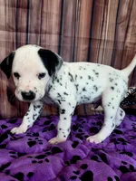 Giggles brown, a male Dalmatian for sale in Cape May, NJ – 9 of 10