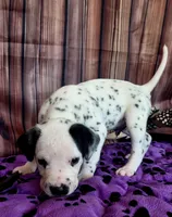 Giggles brown, a male Dalmatian for sale in Cape May, NJ – 10 of 10
