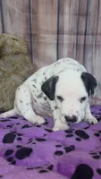 Giggles brown, a male Dalmatian for sale in Cape May, NJ – 6 of 10