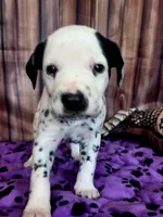 Giggles brown, a male Dalmatian for sale in Cape May, NJ – 4 of 10