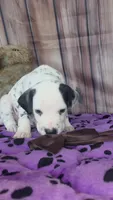 Giggles brown, a male Dalmatian for sale in Cape May, NJ – 3 of 10