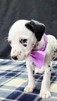 Dilly purple , a female Dalmatian for sale in Cape May, NJ – 6 of 10