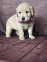Golden purple, a female Golden Retriever for sale in Cape May, NJ – 7 of 10