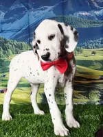 Aphrodite red, a male Dalmatian for sale in Cape May, NJ – 10 of 10