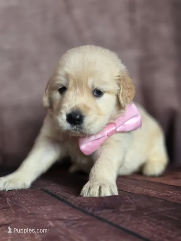 Golden pink – Golden Retriever puppy for sale in Cape May, NJ