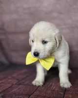 Golden yellow, a female Golden Retriever for sale in Cape May, NJ – 4 of 10