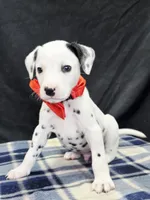 Dilly red, a male Dalmatian for sale in Cape May, NJ – 7 of 10