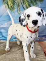 Fraidy red LUA, a male Dalmatian for sale in Cape May, NJ – 5 of 9