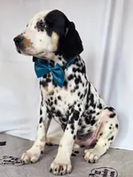 Zoomy aqua tri-color , a female Dalmatian for sale in Cape May, NJ – 10 of 10