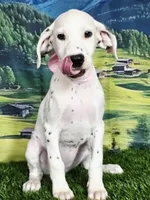 Aphrodite pink LUA, a female Dalmatian for sale in Cape May, NJ – 3 of 10