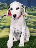 Aphrodite hot pink LUA , a female Dalmatian for sale in Cape May, NJ – 3 of 10