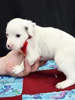 Opal red long coat, a male Dalmatian for sale in Cape May, NJ – 10 of 10