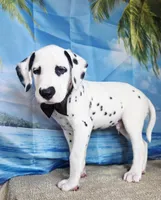 Fraidy brown LUA, a male Dalmatian for sale in Cape May, NJ – 4 of 9