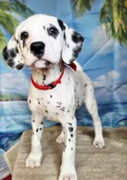 Fraidy red LUA, a male Dalmatian for sale in Cape May, NJ – 4 of 9
