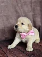 Golden pink, a female Golden Retriever for sale in Cape May, NJ – 7 of 8