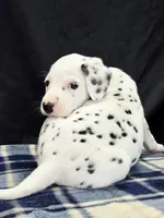 Dilly blue, a male Dalmatian for sale in Cape May, NJ – 8 of 10