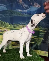 Aphrodite purple LUA , a female Dalmatian for sale in Cape May, NJ – 6 of 10