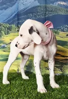 Aphrodite pink LUA, a female Dalmatian for sale in Cape May, NJ – 2 of 10