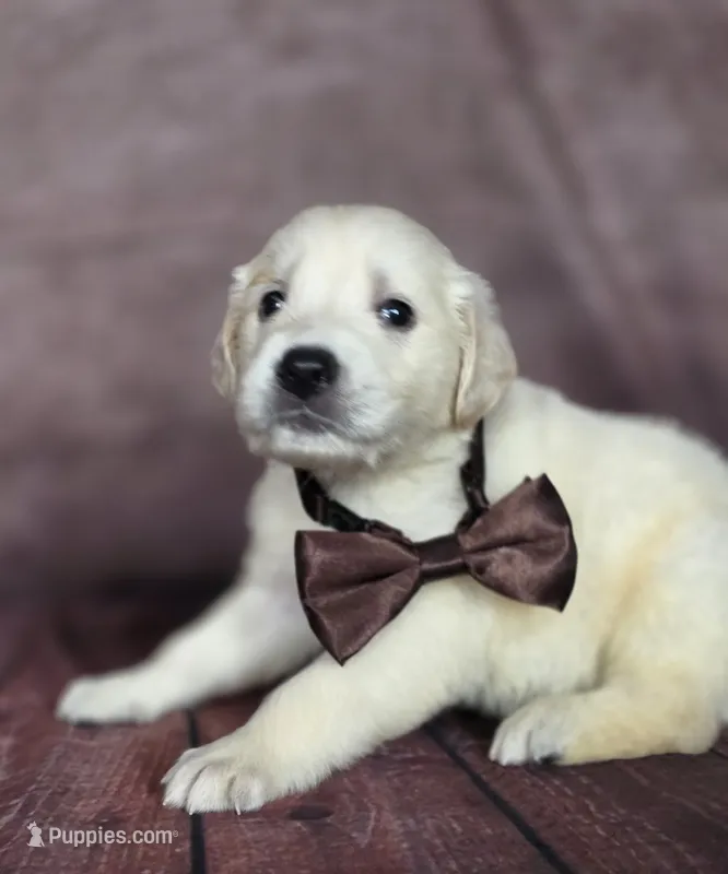 Golden brown – Golden Retriever puppy for sale in Cape May, NJ