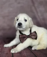 Golden brown, a male Golden Retriever for sale in Cape May, NJ – 1 of 7
