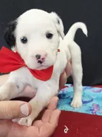 Opal red long coat, a male Dalmatian for sale in Cape May, NJ – 3 of 10