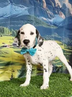 Aphrodite aqua LUA, a female Dalmatian for sale in Cape May, NJ – 5 of 6