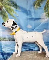 Fraidy yellow lua, a female Dalmatian for sale in Cape May, NJ – 5 of 10