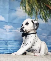 Fraidy black.LUA, a male Dalmatian for sale in Cape May, NJ – 8 of 10