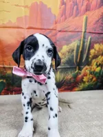 Carmella pink, a female Dalmatian for sale in Cape May, NJ – 10 of 10