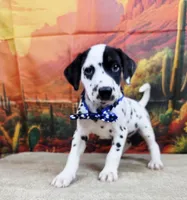 Carmella blue, a female Dalmatian for sale in Cape May, NJ – 10 of 10