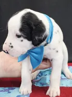 Opal blue fluff, a male Dalmatian for sale in Cape May, NJ – 2 of 9