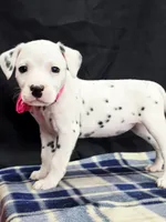 Dilly pink , a female Dalmatian for sale in Cape May, NJ – 9 of 10