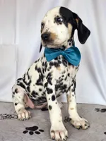 Zoomy aqua tri-color , a female Dalmatian for sale in Cape May, NJ – 4 of 10
