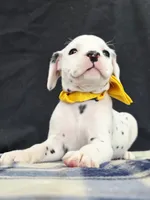 Dilly yellow, a female Dalmatian for sale in Cape May, NJ – 4 of 10