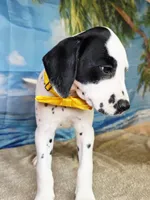 Fraidy yellow lua, a female Dalmatian for sale in Cape May, NJ – 4 of 10