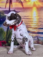 Karma red , a male Dalmatian for sale in Cape May, NJ – 7 of 10