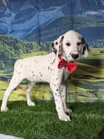 Aphrodite red, a male Dalmatian for sale in Cape May, NJ – 6 of 10