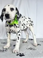 Zoomi neon green, a female Dalmatian for sale in Cape May, NJ – 10 of 10