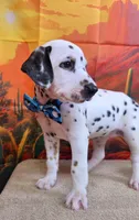 Carmella aqua, a female Dalmatian for sale in Cape May, NJ – 5 of 10