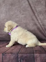 Golden purple, a female Golden Retriever for sale in Cape May, NJ – 3 of 10