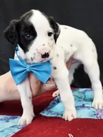 Opal blue fluff, a male Dalmatian for sale in Cape May, NJ – 9 of 9