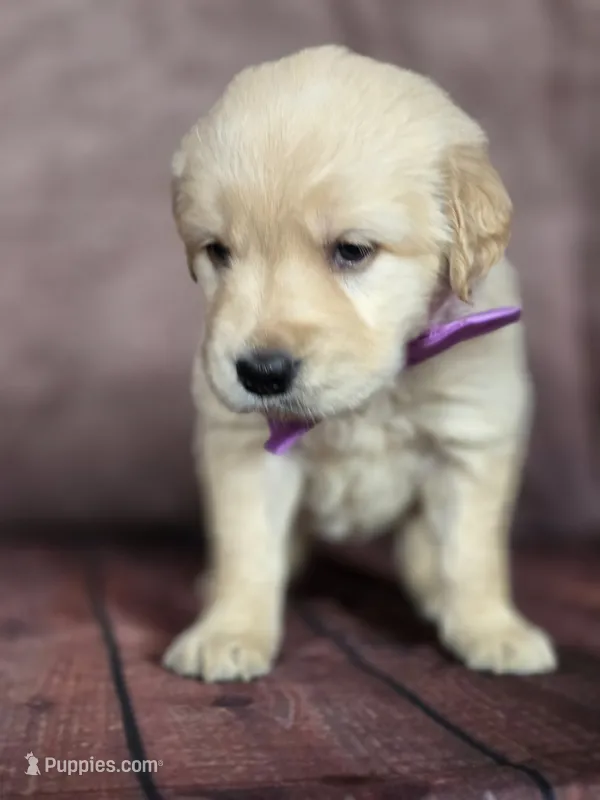 Golden purple – Golden Retriever puppy for sale in Cape May, NJ