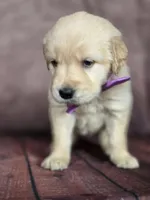 Golden purple, a female Golden Retriever for sale in Cape May, NJ – 1 of 10