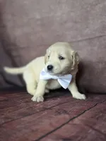 Golden white, a female Golden Retriever for sale in Cape May, NJ – 5 of 10