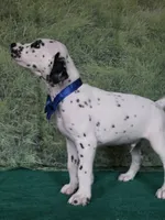 Mila blue , a male Dalmatian for sale in Cape May, NJ – 10 of 10