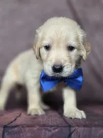 Golden blue, a male Golden Retriever for sale in Cape May, NJ – 6 of 10