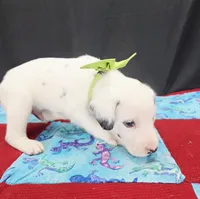 Opal green long coat, a male Dalmatian for sale in Cape May, NJ – 5 of 6