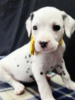Dilly yellow, a female Dalmatian for sale in Cape May, NJ – 7 of 10