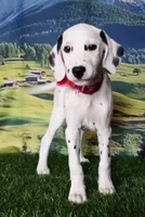 Aphrodite hot pink LUA , a female Dalmatian for sale in Cape May, NJ – 8 of 10
