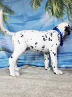 Fraidy blue LUA, a male Dalmatian for sale in Cape May, NJ – 9 of 10